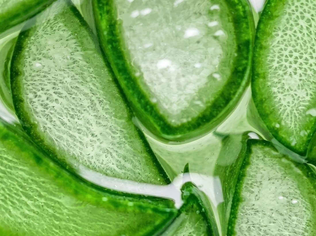 Aloe vera