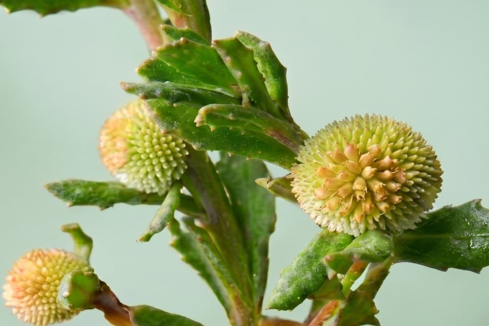 Centipeda Cunninghamii